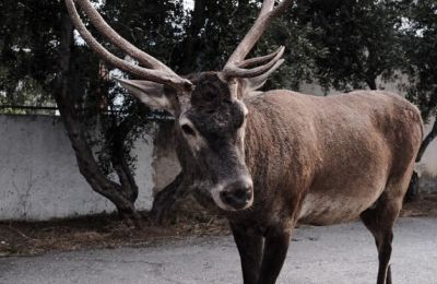 Τα ομορφότερα παρεό για το φετινό καλοκαίρι